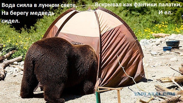 Что делать, если на вас напал медведь