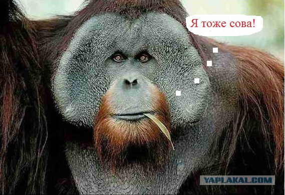 Совы тоже могут в мемы