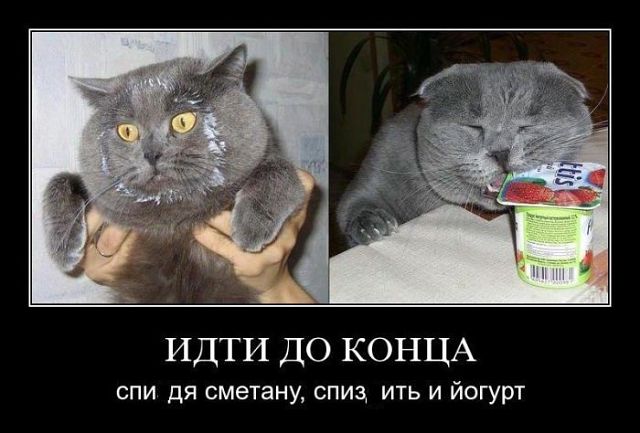 Страшнее кошки зверя нет!