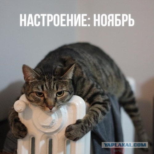 Прикольняхи