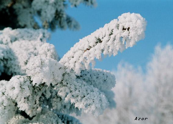 Эта сексуальная природа. РАСТЕНИЯ, ПЕЙЗАЖИ