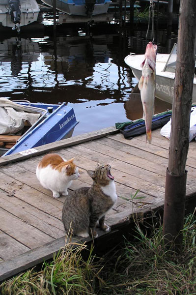 Коты, кошки, котята