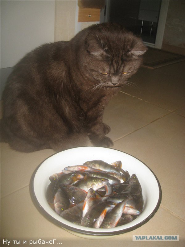 Котооо-о-о-вторник