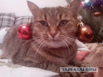 А давайте улыбнёмся В Новом Году