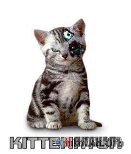 Коты, кошки, котята