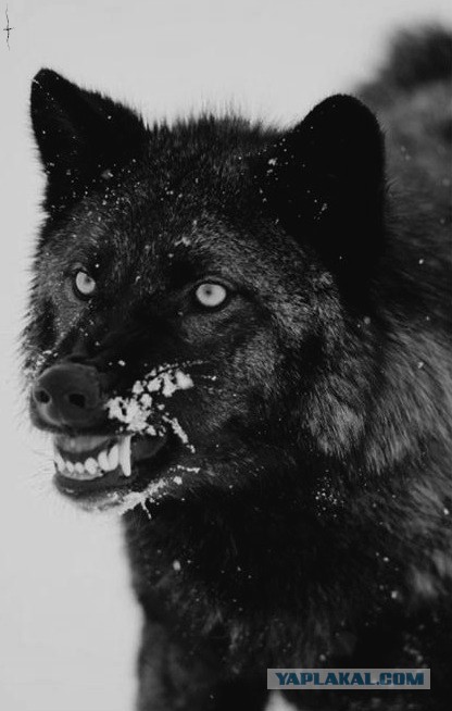 Собакочетверг