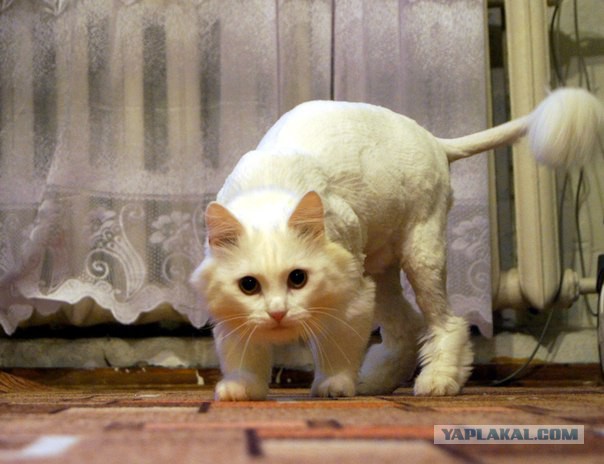 Котовторник 16.02.16