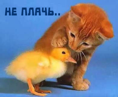 Вторник! Кашаки!