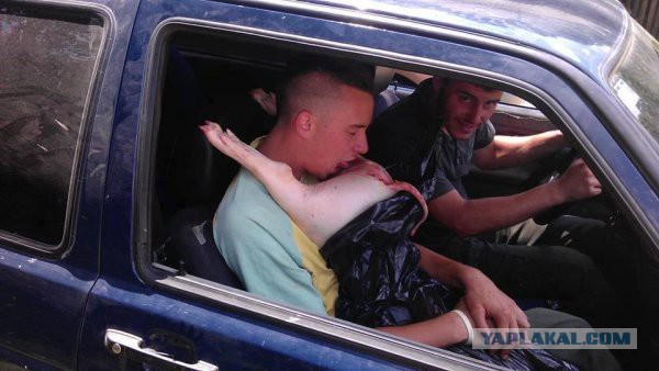 Картинки для поднятия настроения - 4