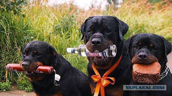 Верный друг охотника