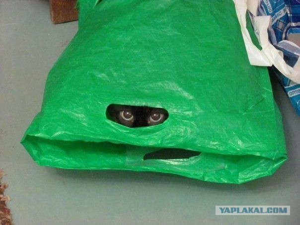 Испытание для самых внимательных: разглядите кота на фотках