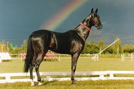 Самые смешные животные