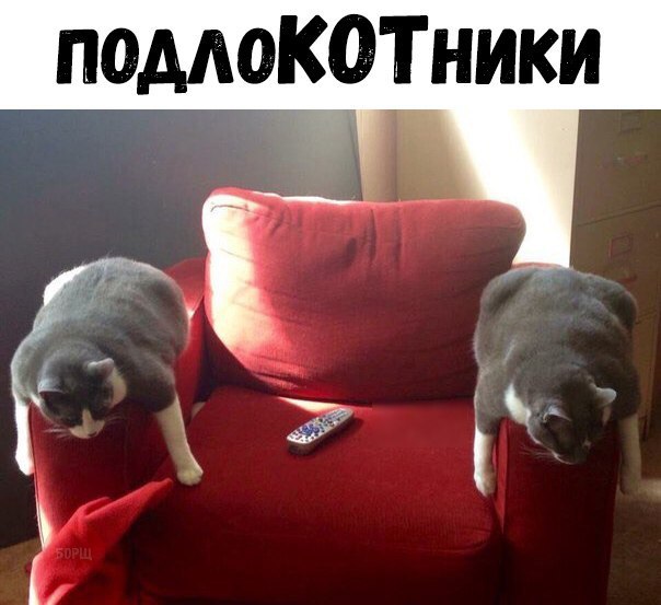 Коты и Кошки