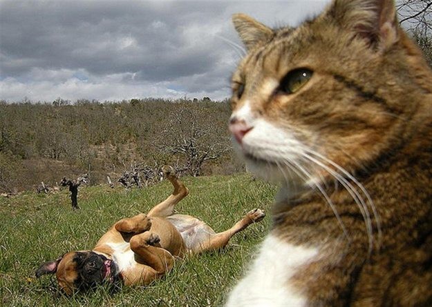 Коты и Кошки