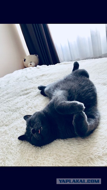 Когда повезло с котом.