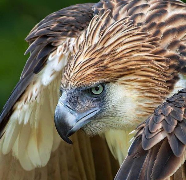 Живность из сети