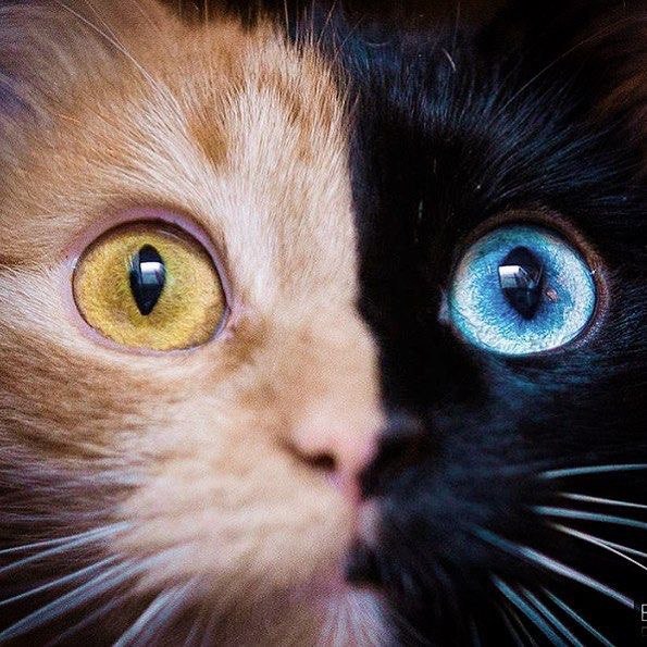 Кот без прикрас