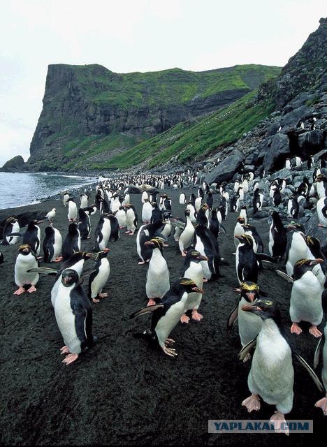 В гостях у пингвинов