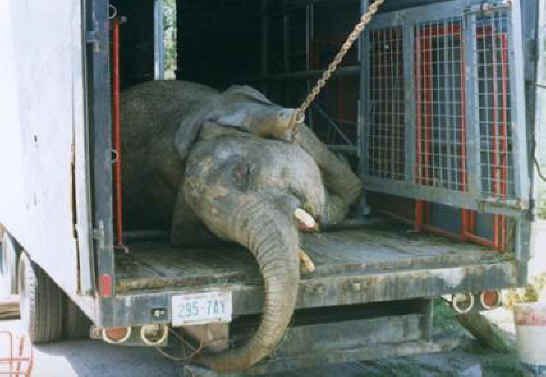 В Госдуме поддержали предложение запретить передвижные цирки и зоопарки