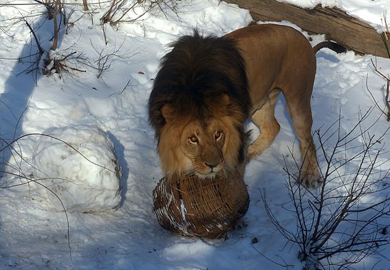 Дикий котовторник 14.01.20