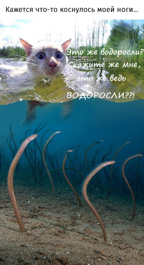 Канай отсель безногое животное