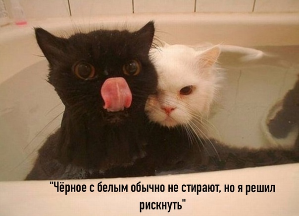Картинки и мемы для настроения - 137