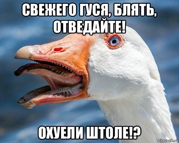 Крысиные бега победили
