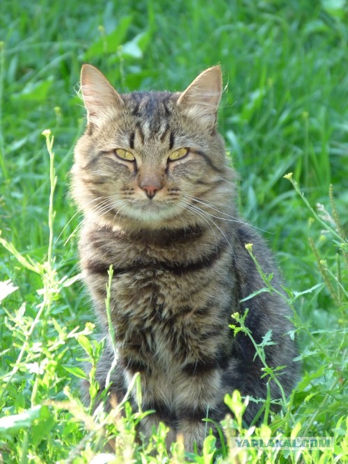 Котовторник 23.07.2013