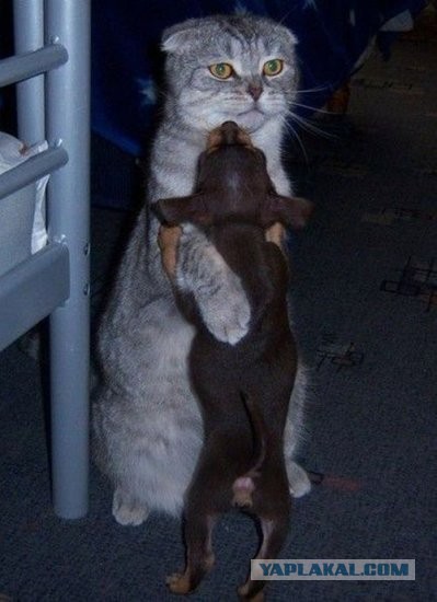 Подборка забавных и курьезных фотографий