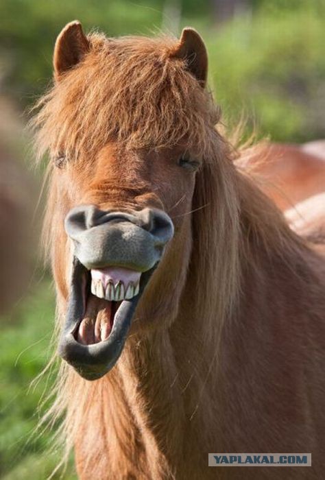 Люстрация в Украине