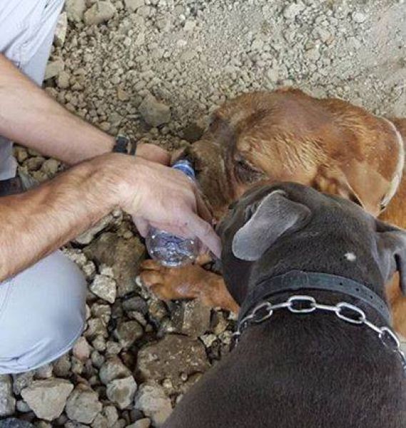 Во Франции закопали собаку живьем