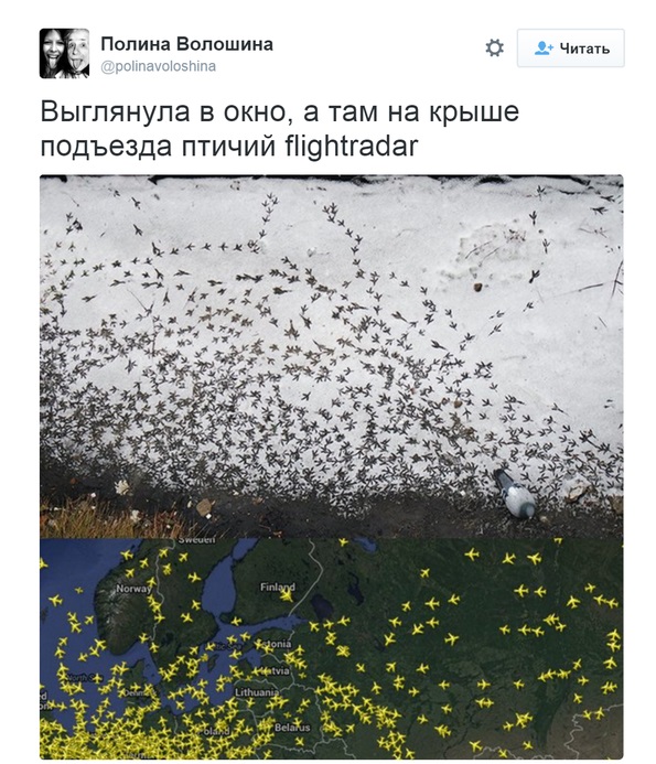 Птичий flightradar