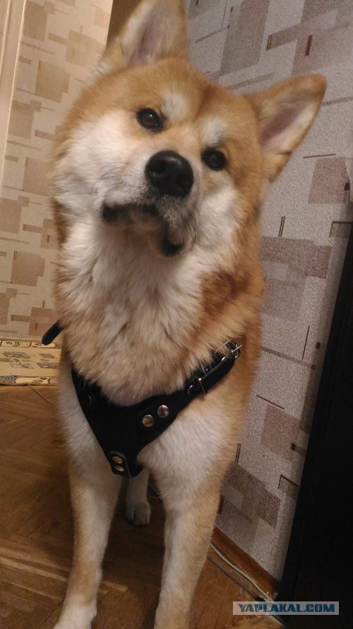 Мои собачки. К четвергу.