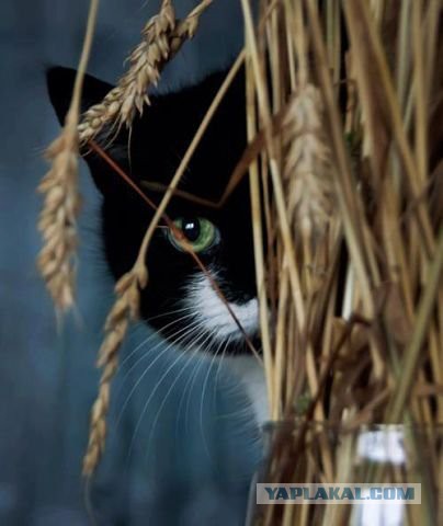 Скотинки - Животинки