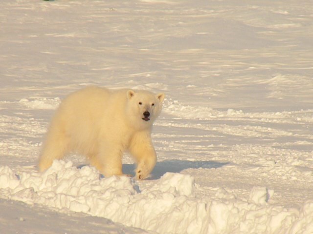 Незванный гость