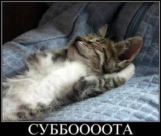 Мохнатые беспредельщики