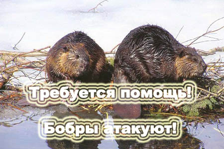 Пьяный бобер картинки