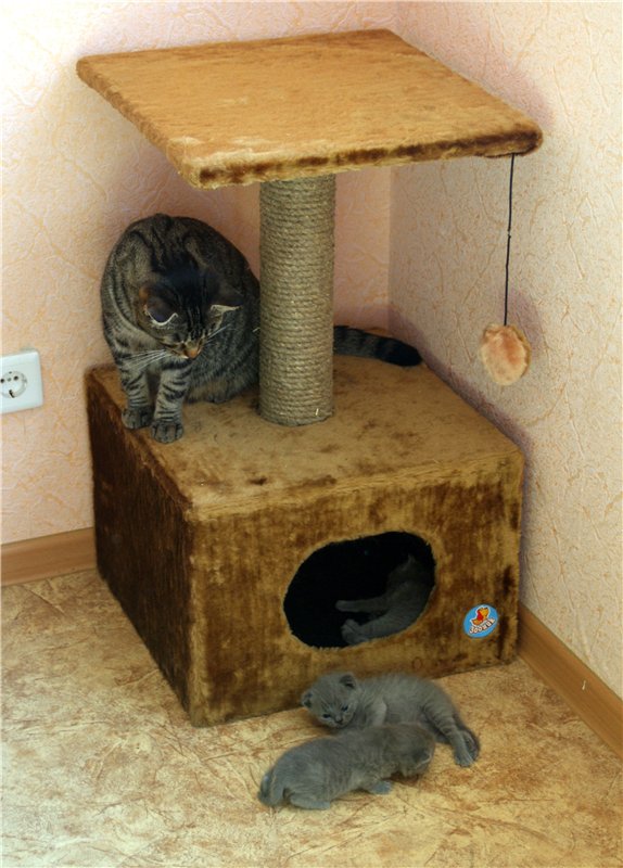 Коты из сети
