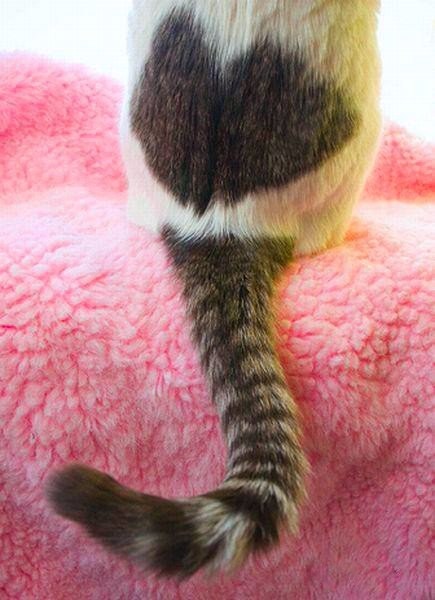 Коты и Кошки