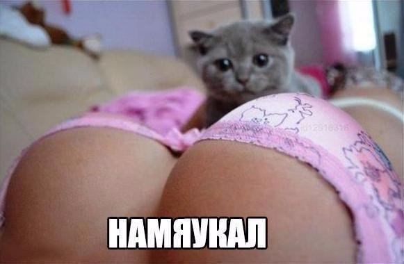 Смешные картинки