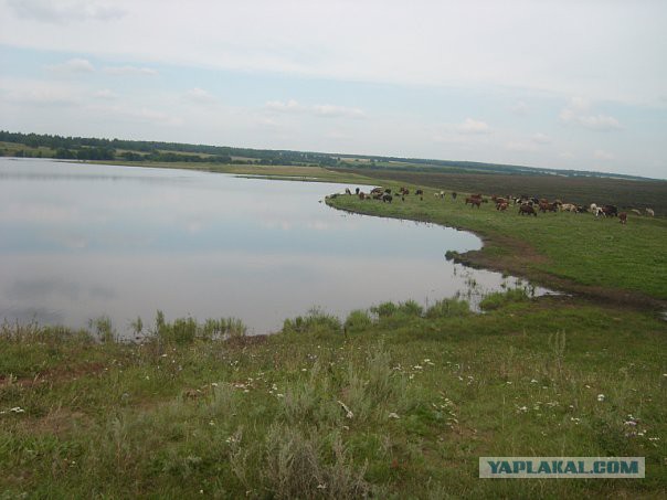 Хочу в деревню, к бабушке, как в детстве...