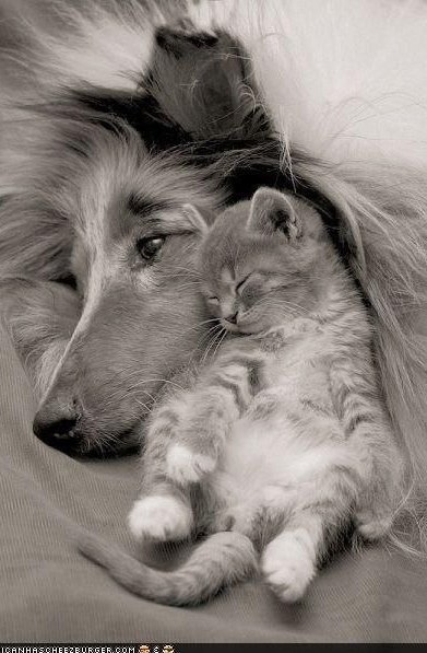 Коты и Кошки