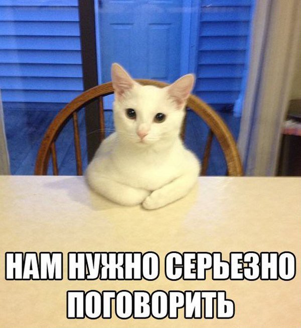 Коты застигнутые врасплох