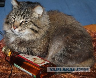 С Днем Рождения, ЯП! 14 лет