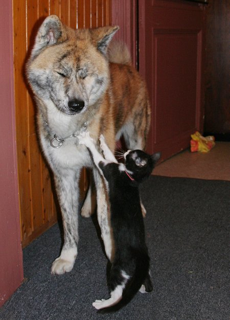 Кошак в шоке