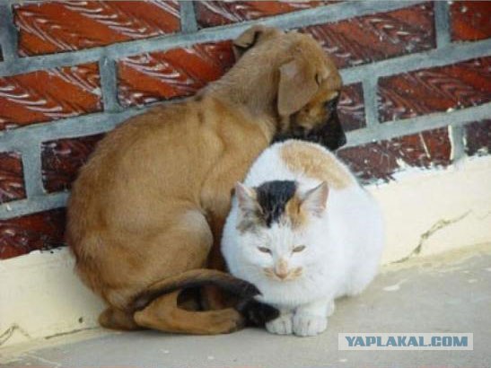 А как же котовторник?