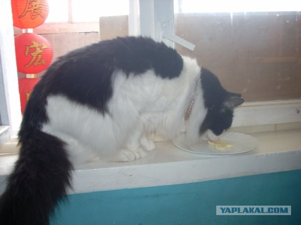Котовторник в интересном ракурсе...