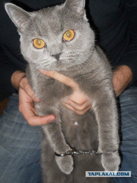 Сегодня котовторник, а котиков все нет