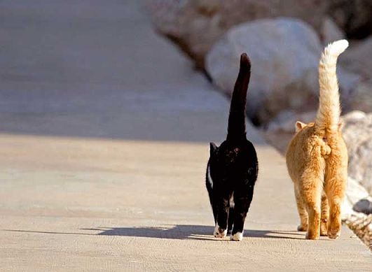 Котовторник. А как же?!