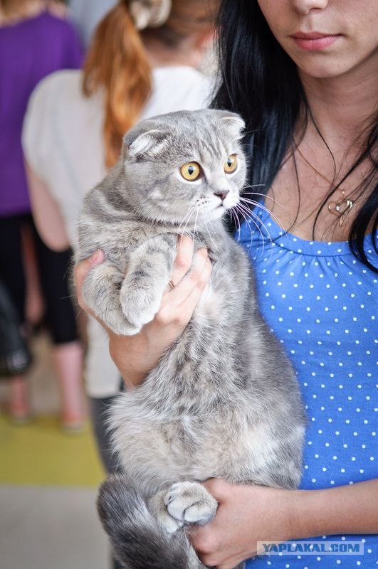 Котовторник на середину июня